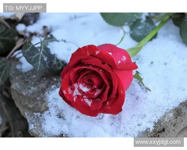 玫瑰符号下的篮球明星如何在赛场上绽放光彩与激情 玫瑰符号下的篮球明星如何在赛场上绽放光彩与激情